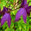 Clematis ochotensis Tage Lundell