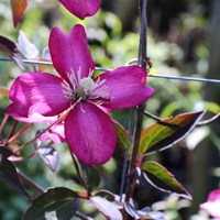 Clematis mont. Van Gogh Clematis mont. Van Gogh