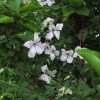 Clematis vit.Alba Luxurians
