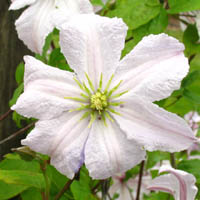 Clematis vit. White Prince Charles Clematis vit. White Prince Charles