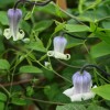 Clematis viorna Dr.Mary