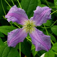 Clematis vit. Morning Heaven