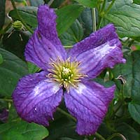 Clematis vit. White Heart