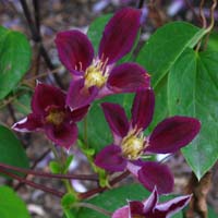 Clematis texensis Ruby Wedding
