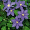 Clematis H.F.Young