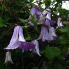 Clematis texensis Radiance BFCC
