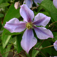 920_vit.chatsworth_s-2.jpg 920_vit.chatsworth_s-2.jpg