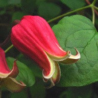 Clematis texensis bot. Art (Typ C)