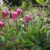 Clematis texensis Buckland Beauty