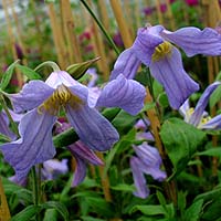 Clematis int.Lathkill Dale BFCC