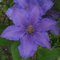 Clematis Eyres Gift