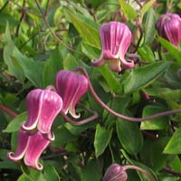 Clematis texensis Buckland Beauty