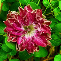 Mary Habberley Clematis vit. Mary Habberley
