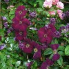 Clematis vit.Royal Velours