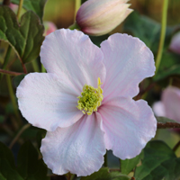 990-montana-shelly-200.jpg 990-montana-shelly-200.jpg