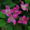 Clematis texensis Catherine Clanwilliam BFCC