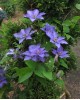 Clematis Eyres Gift