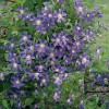 Clematis int. Juuli