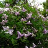 Clematis viticella Betty Corning