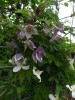 Clematis koreana Blue Eclipse