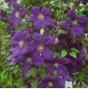 Clematis vit. Jorma