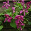 clematis vit. Margot Koster