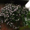 Clematis montana Pink Perfektion