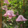 Clematis vit. Rosea