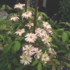 Clematis montana Jenny Keay
