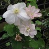 Clematis Jeanes Pink