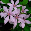 Clematis ForeverTM BFCC