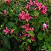 Clematis texensis Princess Diana