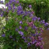 Clematis cylindrica 