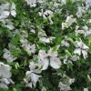 Clematis vit.Alba Luxurians
