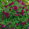 Clematis vit.Rubra