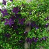 Clematis viticella Polish Spirit