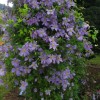 Clematis vit. Emilia Plater