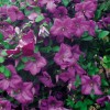 Clematis vit. Kaaru
