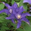 Clematis Frau Mikiko
