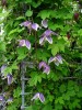 Clematis koreana Blue Eclipse