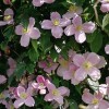 Clematis montana Pink Perfektion
