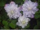 Clematis Veronica`s Choice