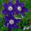 Clematis Mia Syn. Marine
