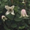 Clematis viorna Elf BFCC