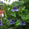 Clematis integrifolia Baby Blue