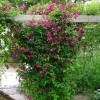 Clematis vit. S�dert�lje