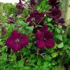 Clematis vit.Royal Velours
