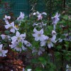 Clematis viticella White Prince Charles