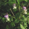 Clematis versicolor Anissa