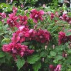 Clematis vit.Purpurea Plena Elegans